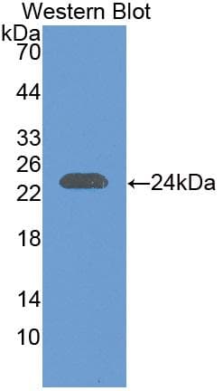 IFNL1 / IL29 Antibody (aa20-200, APC)