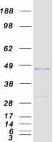 Human MORF4L1 / MRG15 Protein (Recombinant Myc-DDK (Flag))