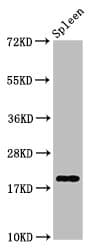 Polyclonal Rabbit anti-Human H1F0 Antibody (IHC, IF, WB)