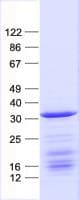 Human BATF2 / SARI Protein (Recombinant His, N-Terminal)