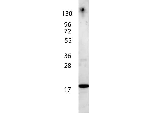 IL7 Antibody (HRP)
