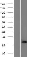 Human C1orf194 Protein (Over-Expression Lysate Myc-DDK (Flag))