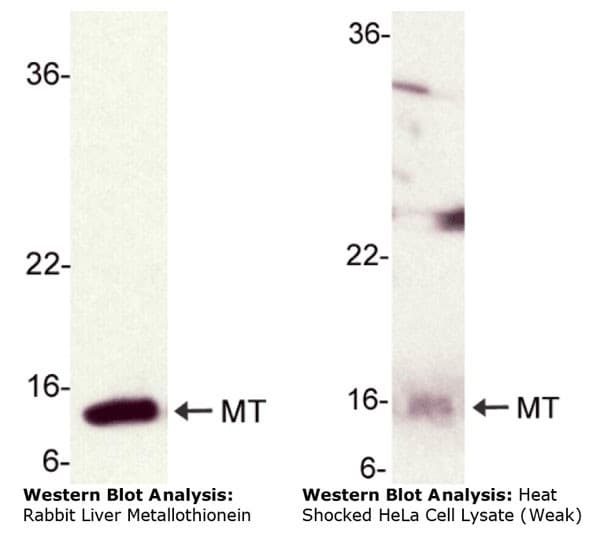 IHC-plus™ Metallothionein Antibody (clone UC1MT)