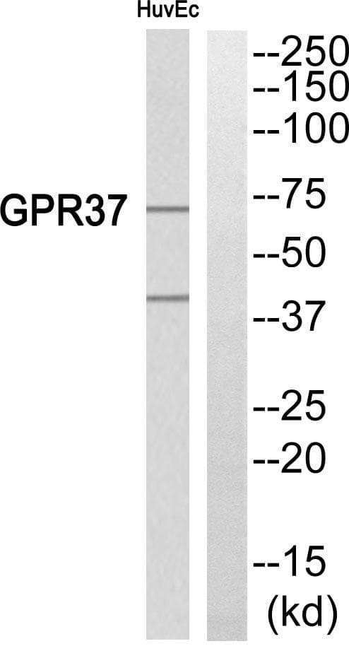 Polyclonal Rabbit anti-Human PAEL Receptor / GPR37 Antibody (WB)