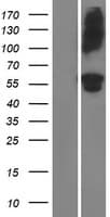 ADAMTS16 Protein (Over-Expression Lysate Myc-DDK (Flag))