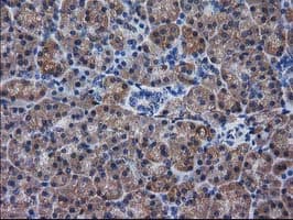 DSTN / Destrin Antibody (clone OTI1C8)