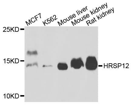HRSP12 / UK114 Antibody