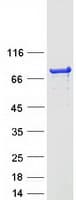 Human ELMO2 Protein (Recombinant Myc-DDK (Flag))