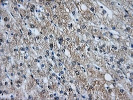 BIRC7 / Livin Antibody (clone OTI1D12, Carrier-free)