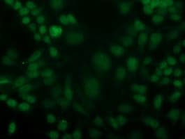 CDK2 Antibody (clone OTI1C4)