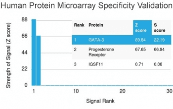 GATA3 Antibody (clone GATA3/2442)