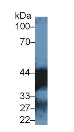 MDH1 Antibody (aa2-334)
