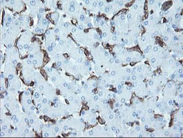LRRC25 Antibody (clone OTI2A3)