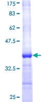 Human SREBF2 / SREBP2 Protein (Recombinant GST, N-terminus)