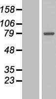 GALNT7 Protein (Over-Expression Lysate Myc-DDK (Flag))