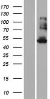KRT35 / Keratin 35 / KRTHA5 Protein (Over-Expression Lysate Myc-DDK (Flag))