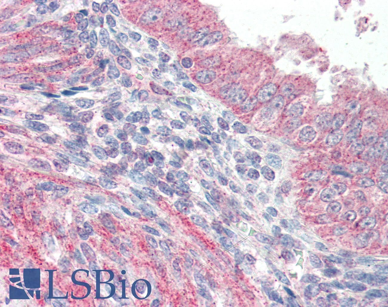 IHC-plus™ ATF6 Antibody (C-Terminus)