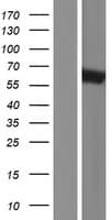 Human MTUS1 Protein (Over-Expression Lysate Myc-DDK (Flag))