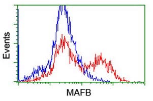 MAFB Antibody (clone OTI3F6)