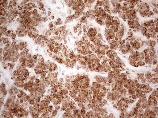 VIP Antibody (clone OTI1G1, Carrier-free)