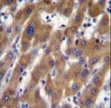 Polyclonal Rabbit anti-Human UBAP2 Antibody (aa144-173, IHC, WB)