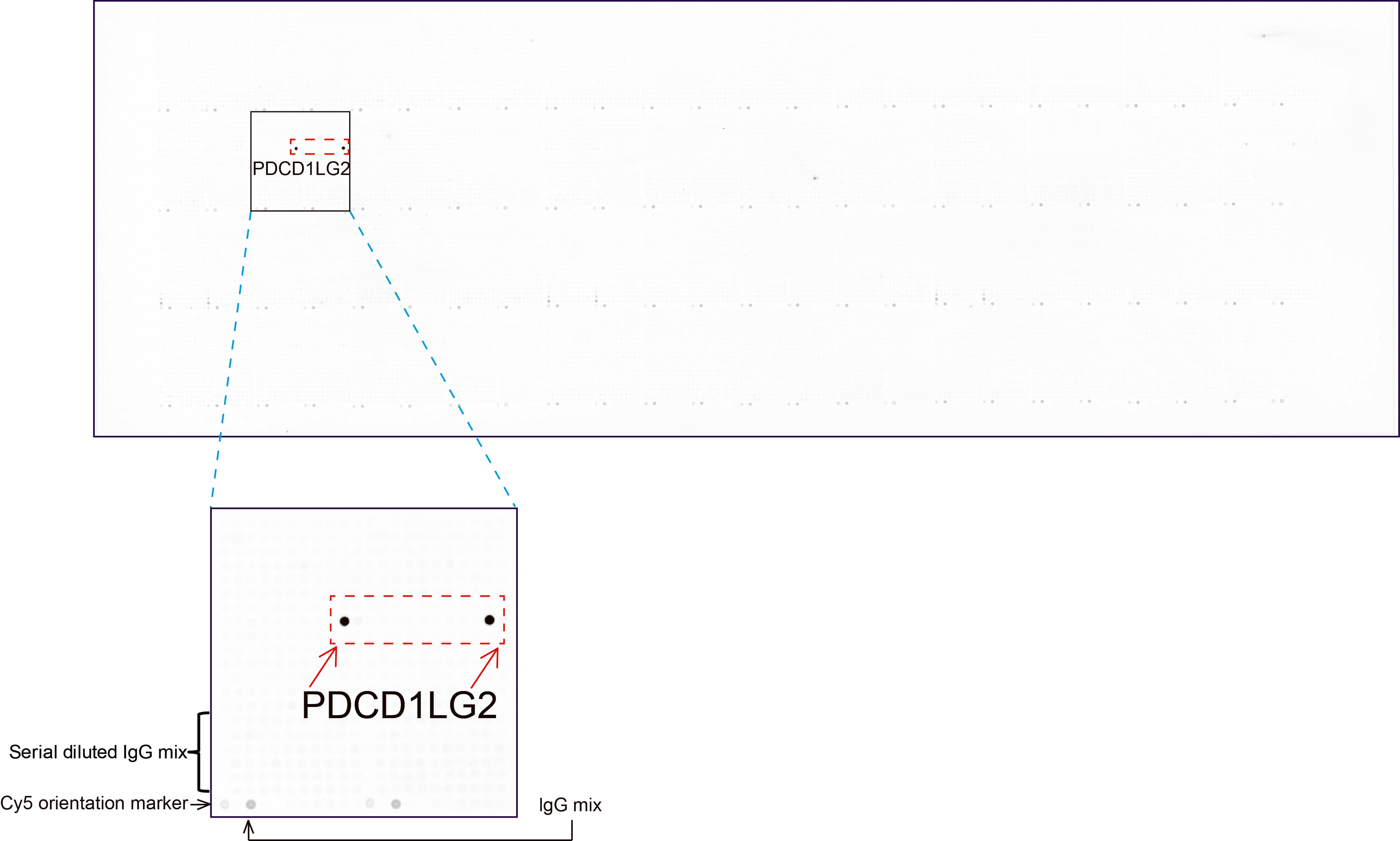 Monoclonal Mouse anti-Human PD-L2 / PDCD1LG2 / CD273 Antibody (clone UMAB224, Carrier-free, WB)
