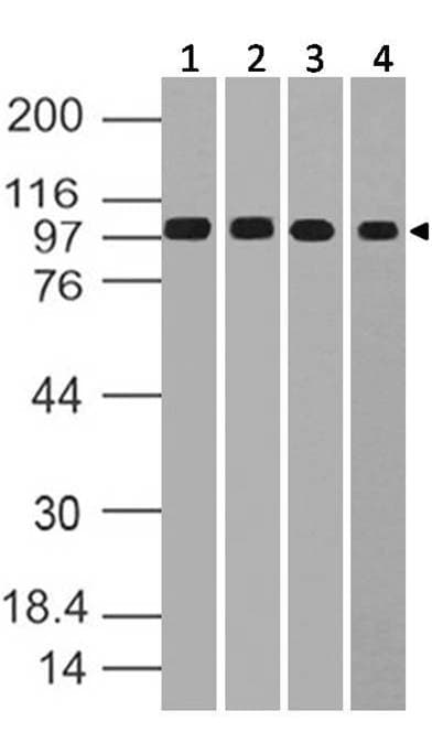 MSH2 Antibody