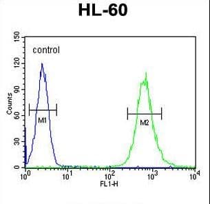 SLC35E2 Antibody (aa1-30)