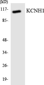 Kv10.1 / KCNH1 Antibody (aa703-752)