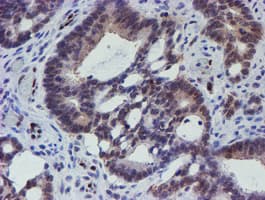 ELK3 / NET Antibody (clone OTI1H3)
