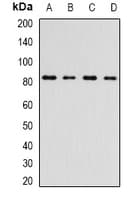 Polyclonal Rabbit anti-Human INTS10 Antibody (IF, WB)