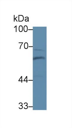 BMP6 Antibody (aa375-513, APC)
