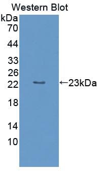 OPA3 Antibody (APC)