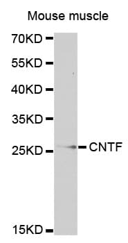 CNTF Antibody