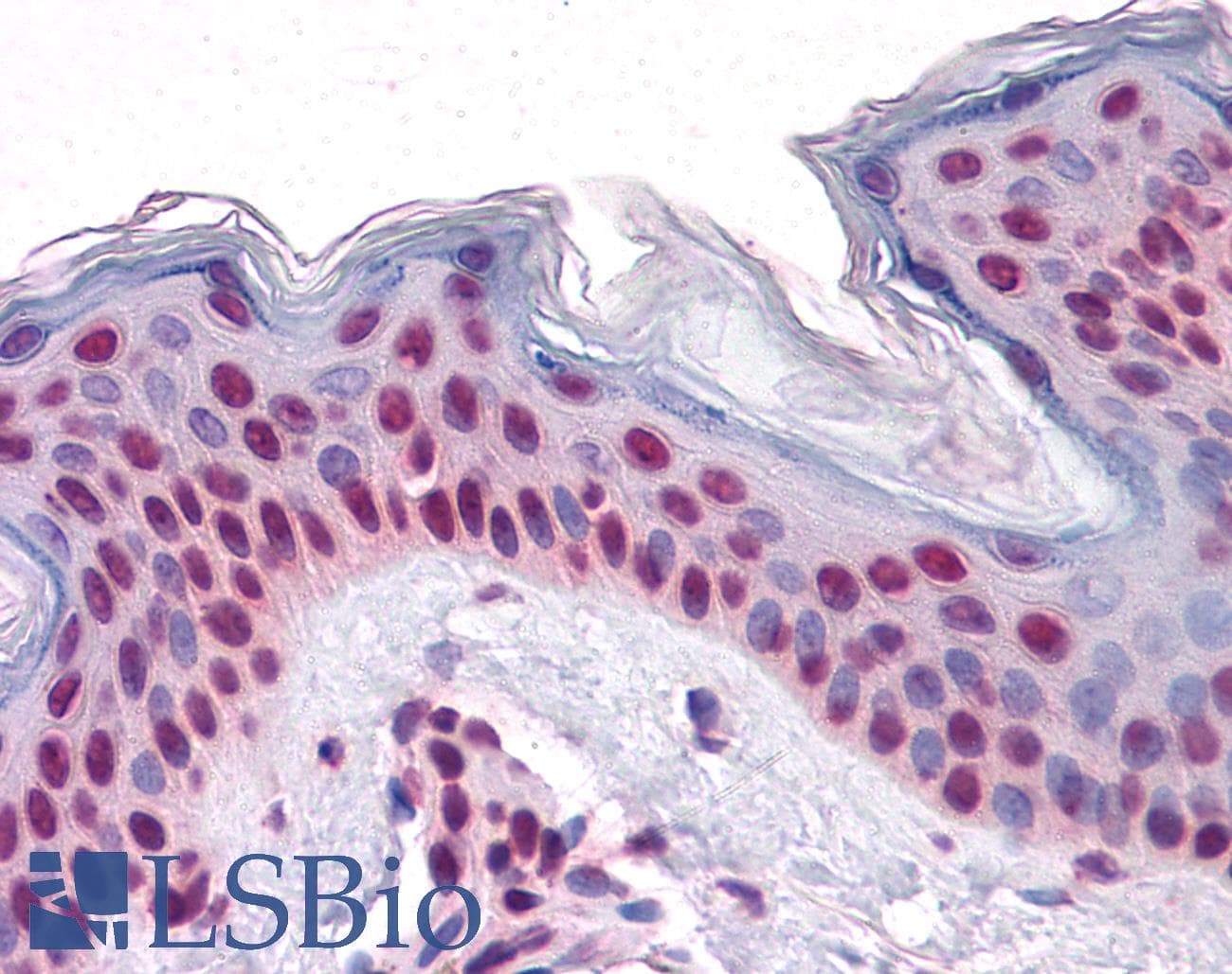 IHC-plus™ TDP-43 / TARDBP Antibody (clone 2E2-D3)