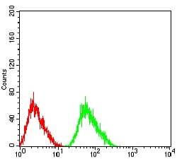 Monoclonal Mouse anti-Human CHRNA5 Antibody (clone 2D2D10, WB)