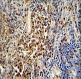 PUS3 Antibody (aa35-64)