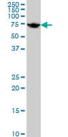 HSPA1L Antibody (clone 7H6)