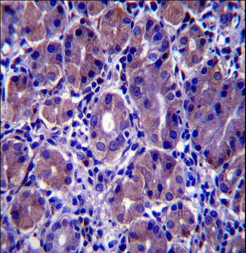 Polyclonal Rabbit anti-Human GSG1L Antibody (aa232-261, IHC, WB)