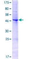 Human EFNA2 / Ephrin A2 Protein (Recombinant GST)