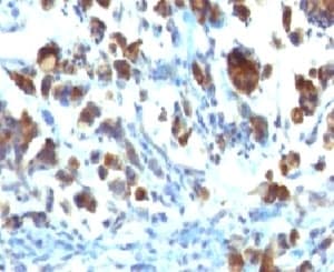 MUC3A Antibody (Tandem Repeat, clone MUC3/1154)