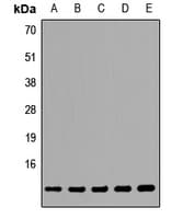 TCEB1 / Elongin C Antibody