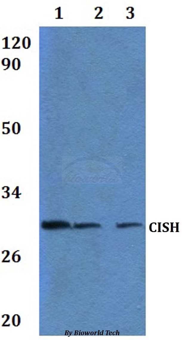 CISH / SOCS Antibody