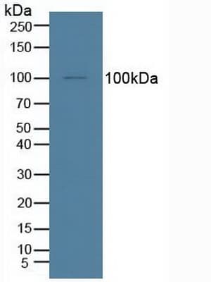 IDE Antibody (aa753-973)