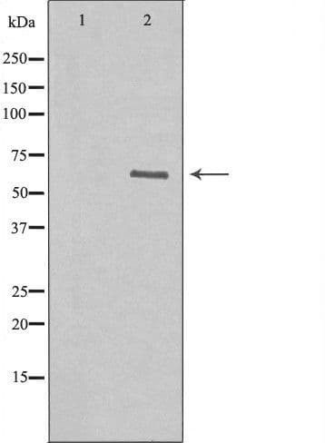 GABRA4 Antibody