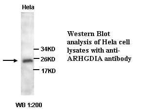 ARHGDIA / RHOGDI Antibody (C-Terminus)