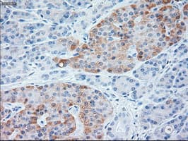NTF3 / Neurotrophin 3 Antibody (clone OTI3D4)