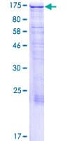 Human MAP1S Protein (Recombinant GST)