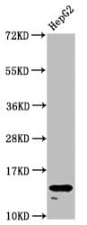 H2AFZ / H2A.z Antibody