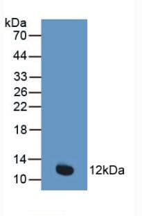CYCS / Cytochrome c Antibody (aa13-99)